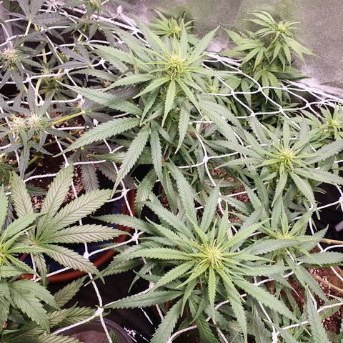 Ciclo 02 growlog photo: Uma planta Scentiseed hermou e foi retirada