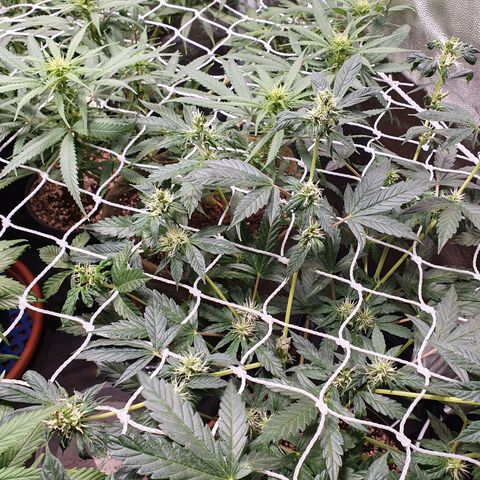 Ciclo 02 growlog photo: Uma planta Scentiseed hermou e foi retirada