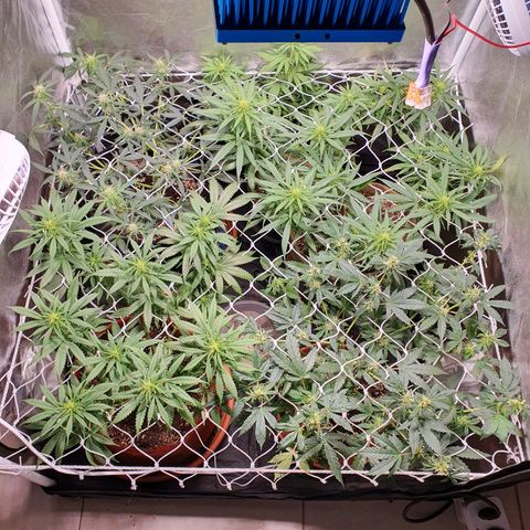Ciclo 02 growlog photo: Uma planta Scentiseed hermou e foi retirada
