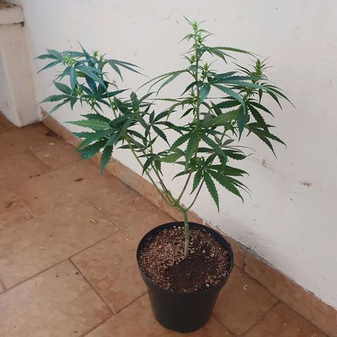 Ciclo 02 growlog photo: Uma planta Scentiseed hermou e foi retirada