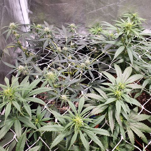 Ciclo 02 growlog photo: Uma planta Scentiseed hermou e foi retirada