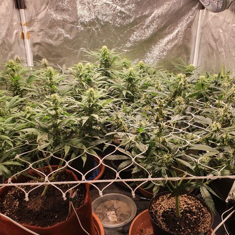 Ciclo 02 growlog timeline photo