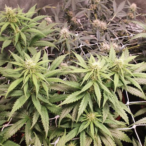 Ciclo 02 growlog timeline photo