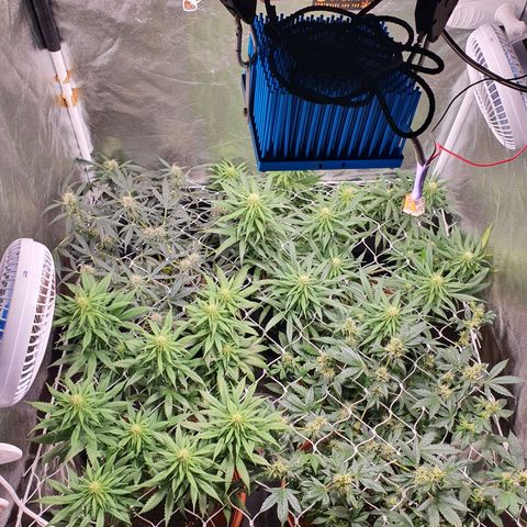 Ciclo 02 growlog timeline photo