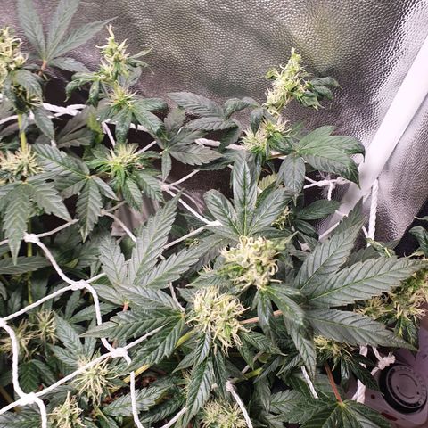 Ciclo 02 growlog timeline photo