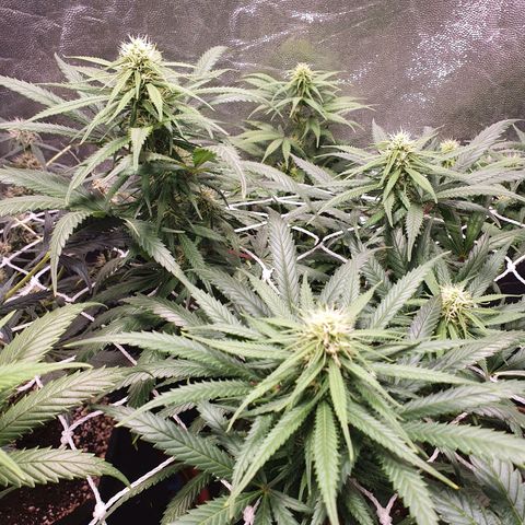 Ciclo 02 growlog timeline photo