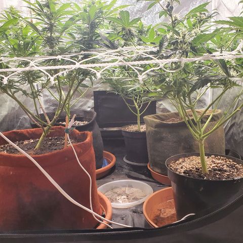 Ciclo 02 growlog timeline photo