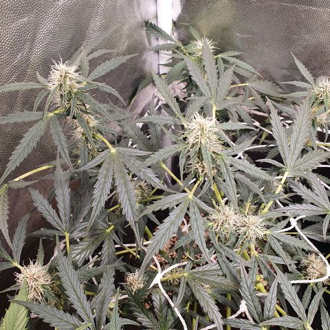 Ciclo 02 growlog timeline photo