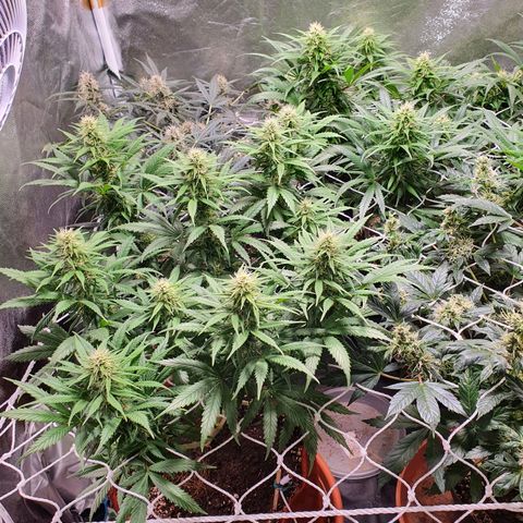 Ciclo 02 growlog timeline photo