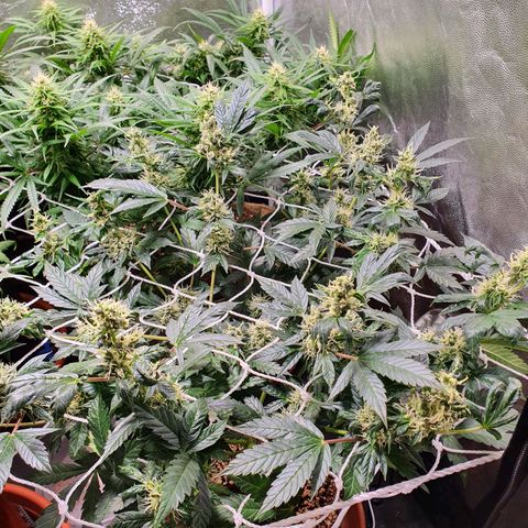 Ciclo 02 growlog timeline photo