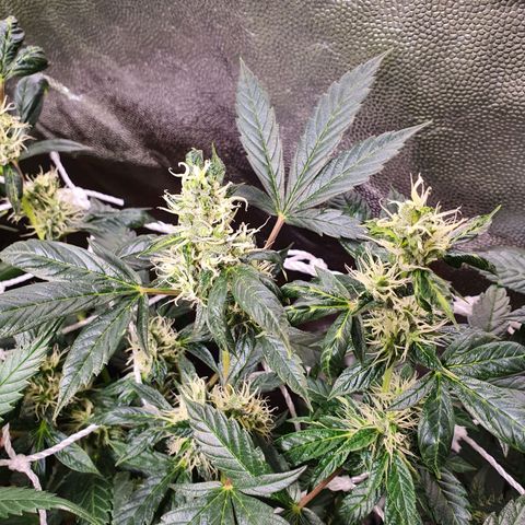 Ciclo 02 growlog timeline photo