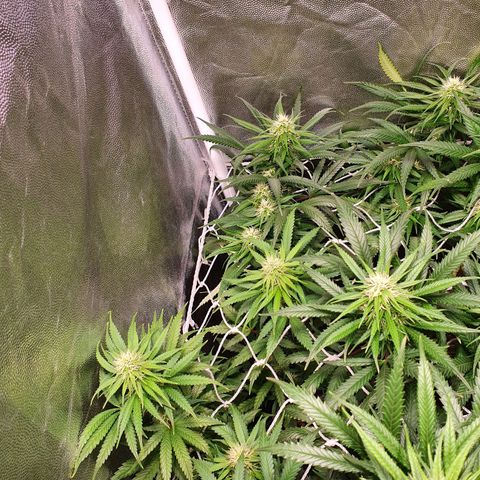 Ciclo 02 growlog timeline photo