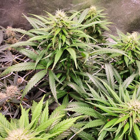 Ciclo 02 growlog timeline photo