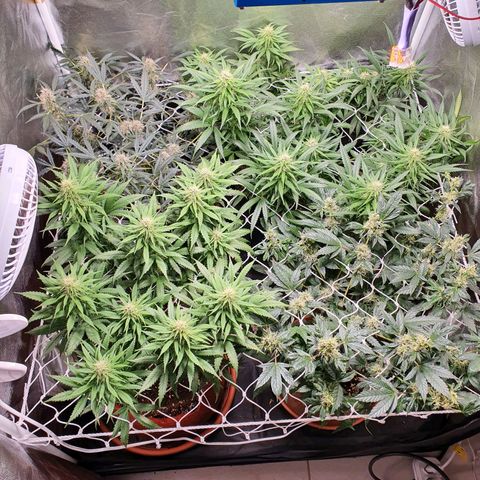Ciclo 02 growlog timeline photo