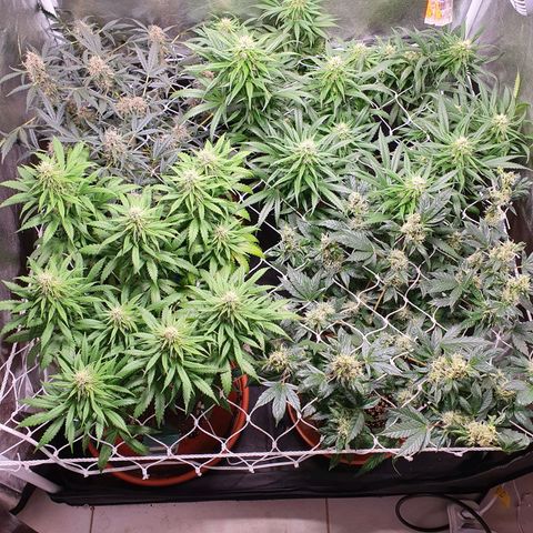 Ciclo 02 growlog timeline photo