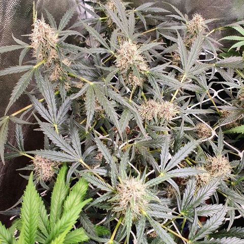 Ciclo 02 growlog timeline photo