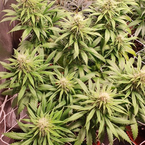 Ciclo 02 growlog timeline photo