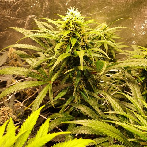 Ciclo 02 growlog timeline photo