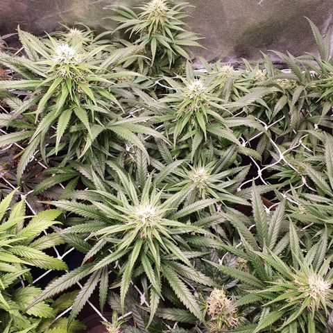 Ciclo 02 growlog timeline photo