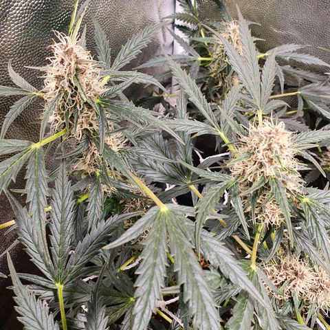 Ciclo 02 growlog timeline photo