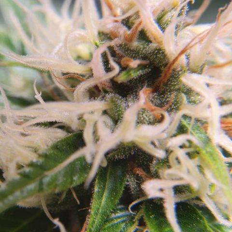Ciclo 02 growlog timeline photo