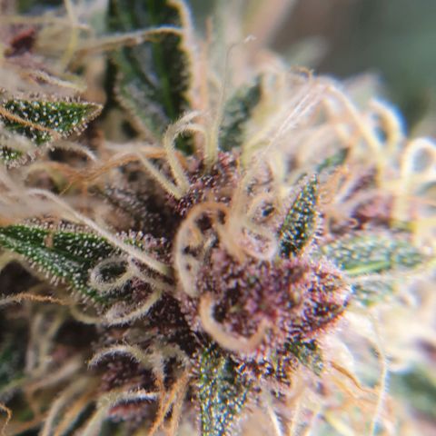 Ciclo 02 growlog timeline photo