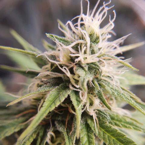 Ciclo 02 growlog timeline photo