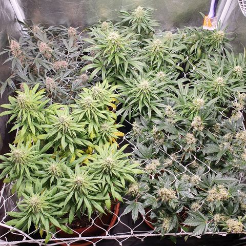 Ciclo 02 growlog timeline photo
