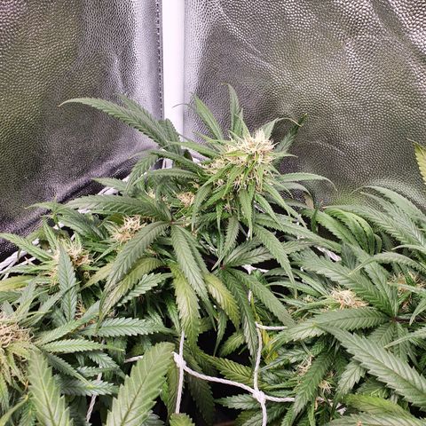 Ciclo 02 growlog timeline photo