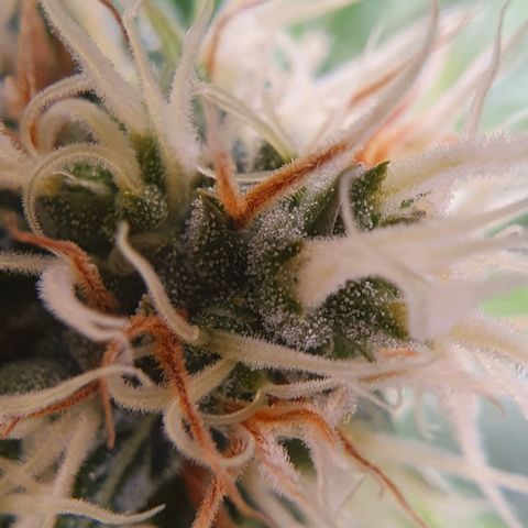 Ciclo 02 growlog timeline photo
