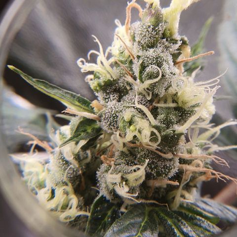 Ciclo 02 growlog timeline photo
