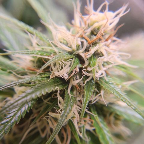 Ciclo 02 growlog timeline photo