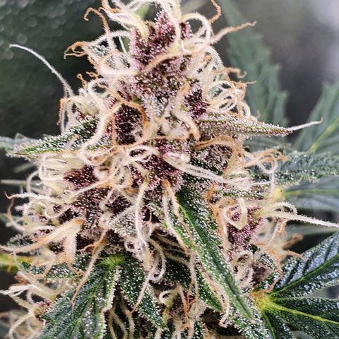 Ciclo 02 growlog timeline photo