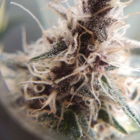 Ciclo 02 growlog timeline photo