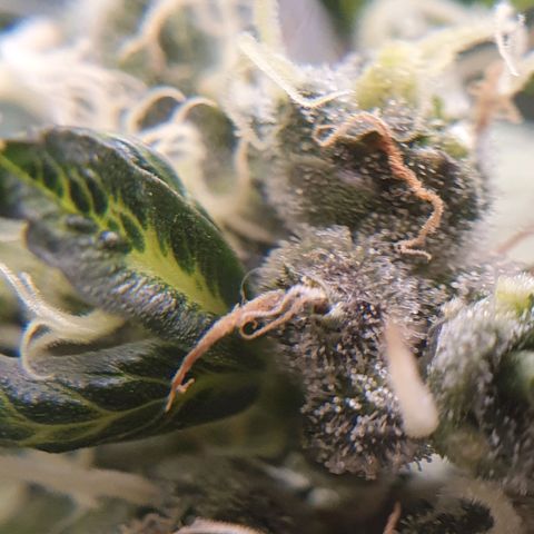 Ciclo 02 growlog timeline photo