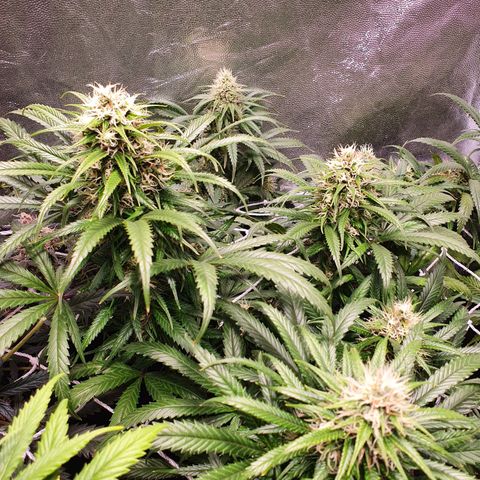 Ciclo 02 growlog timeline photo