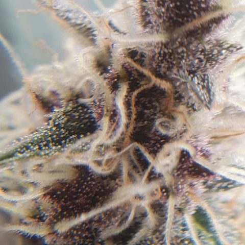 Ciclo 02 growlog timeline photo