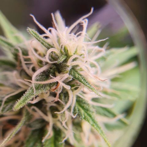 Ciclo 02 growlog timeline photo