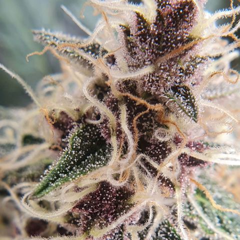 Ciclo 02 growlog timeline photo