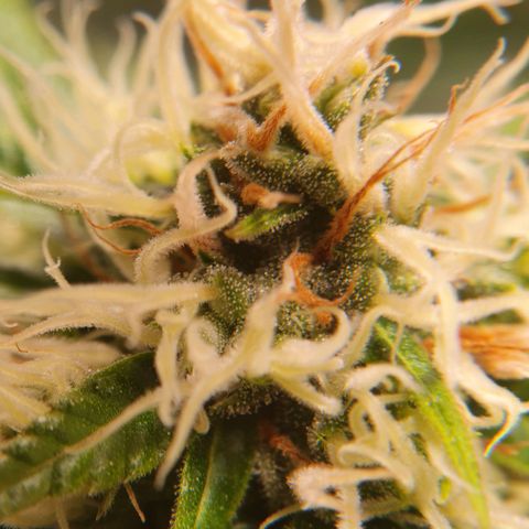 Ciclo 02 growlog timeline photo