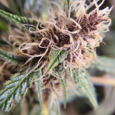 Ciclo 02 growlog timeline photo