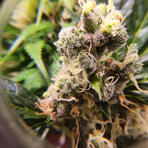 Ciclo 02 growlog timeline photo