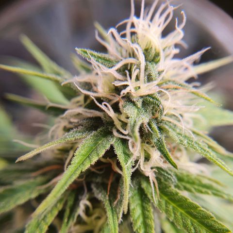 Ciclo 02 growlog timeline photo