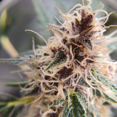 Ciclo 02 growlog timeline photo