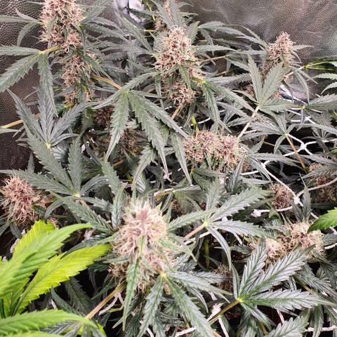 Ciclo 02 growlog timeline photo