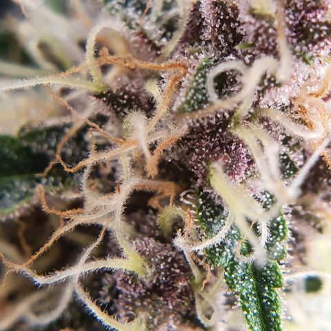 Ciclo 02 growlog timeline photo