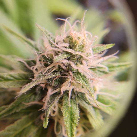 Ciclo 02 growlog timeline photo