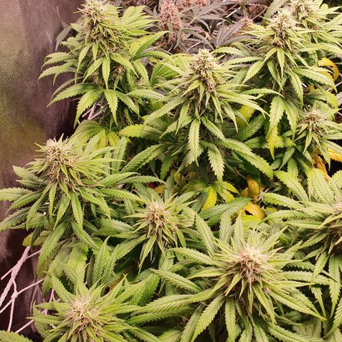 Ciclo 02 growlog timeline photo