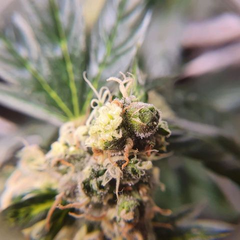 Ciclo 02 growlog timeline photo