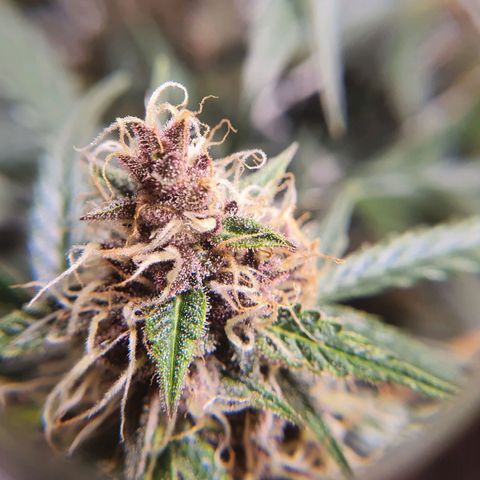 Ciclo 02 growlog timeline photo